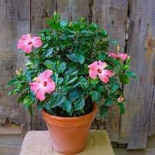 A potted pink hibiscus plant with multiple blooms, set against a weathered wooden fence background.