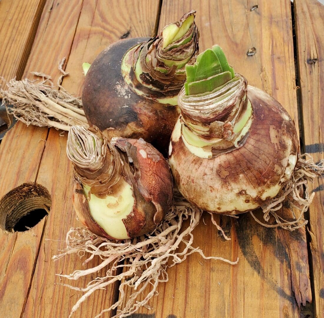 Three amaryllis bulbs with visible roots and emerging green shoots are placed on a wooden surface.