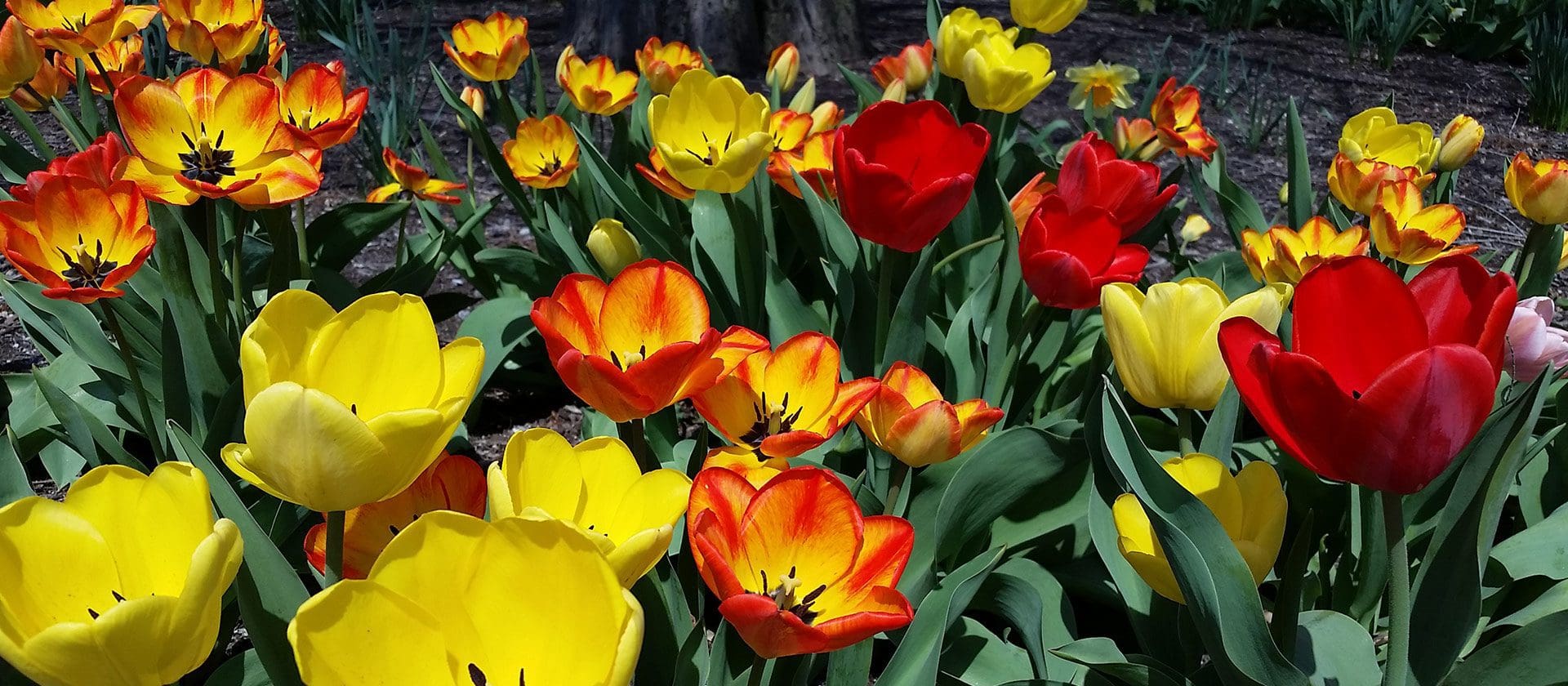 Vibrant garden of tulips displaying a mix of yellow and red blooms under bright sunlight.