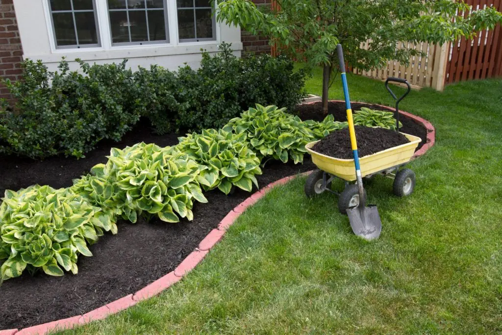 A wheelbarrow and shovel filled with soil on a freshly mulched garden bed edged with red stone, surrounded by lush green hostas and trimmed bushes near a fence.