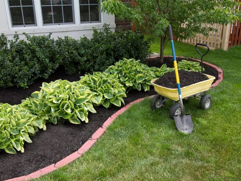 A wheelbarrow with soil parked on a lush lawn next to a flowerbed lined with hostas and trimmed bushes.