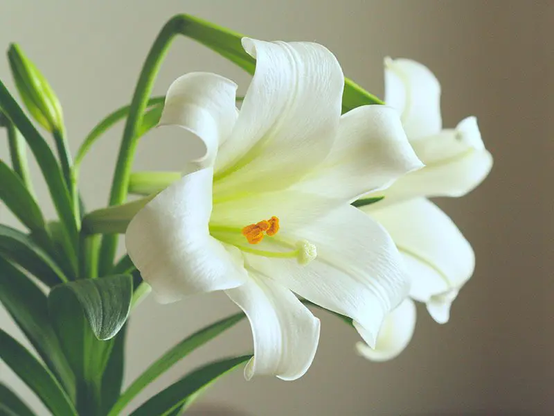 A close-up of a white easter lily with visible stamens and a subtle green background.