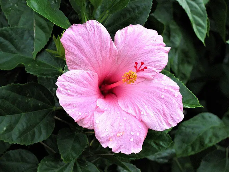 A pink hibiscus flower with water droplets on its petals, set against a backdrop of green leaves.