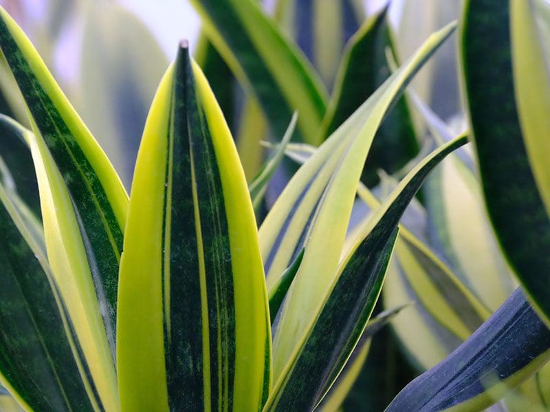 Close-up view of yellow-striped green snake plant leaves with soft focus background.