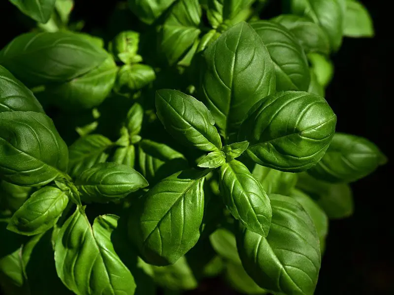 Lush green basil leaves in close-up, highlighted by sunlight with a dark background.