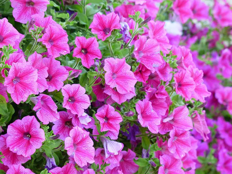 A vibrant cluster of pink petunias with deep veins and green leaves.