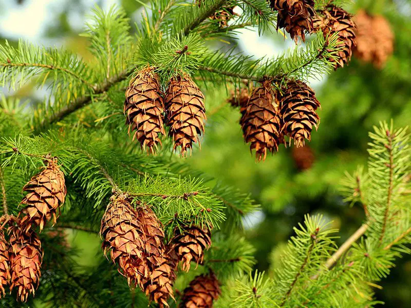 Pine cones hanging from the branches of a vibrant green pine tree.