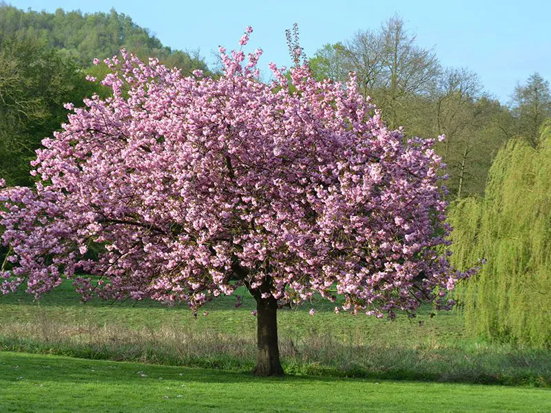 A vibrant cherry blossom tree in full bloom, with pink flowers against a backdrop of a grassy field and trees in the distance.