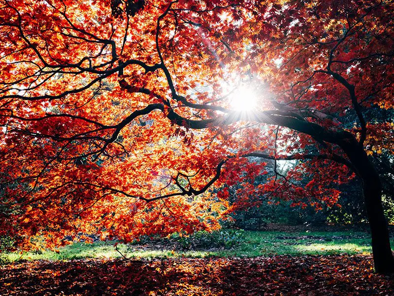 Sunlight shining through vibrant red autumn leaves on a large tree in a park.