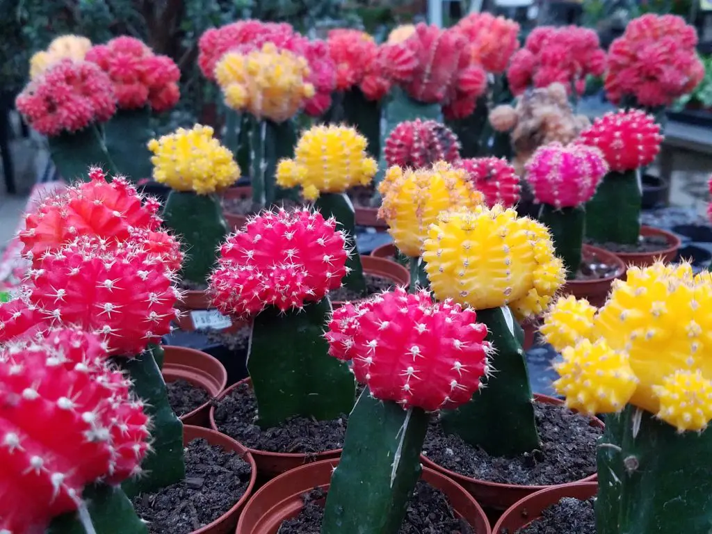 Colorful grafted cactus plants with red and yellow blossoms displayed in pots at a nursery.