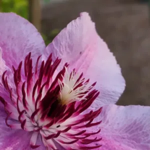 Clematis Bloom