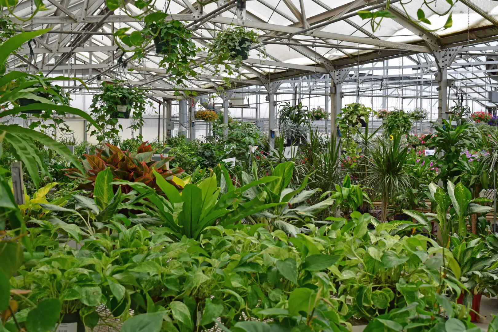 A lush greenhouse filled with various plants and flowers, featuring a glass roof and structural beams, with visible hanging baskets and green foliage, including a unique collection of cacti.