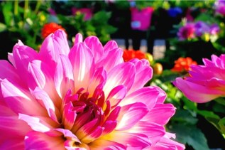 Close-up of a vibrant pink dahlia with sunlight highlighting its petals, set against a blurred background of greenery and other plants.