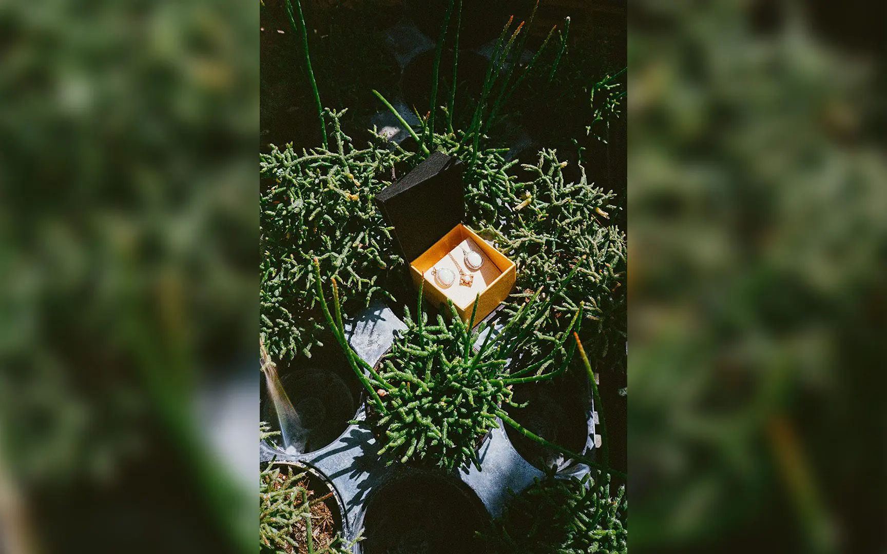 A pair of glasses resting on a book situated amidst dense greenery, bathed in sunlight.