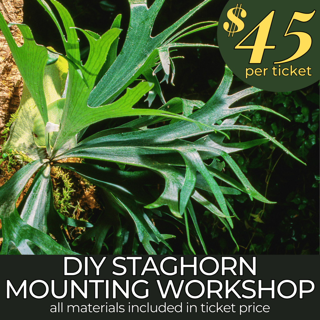 DIY Staghorn Fern Mounting Workshop