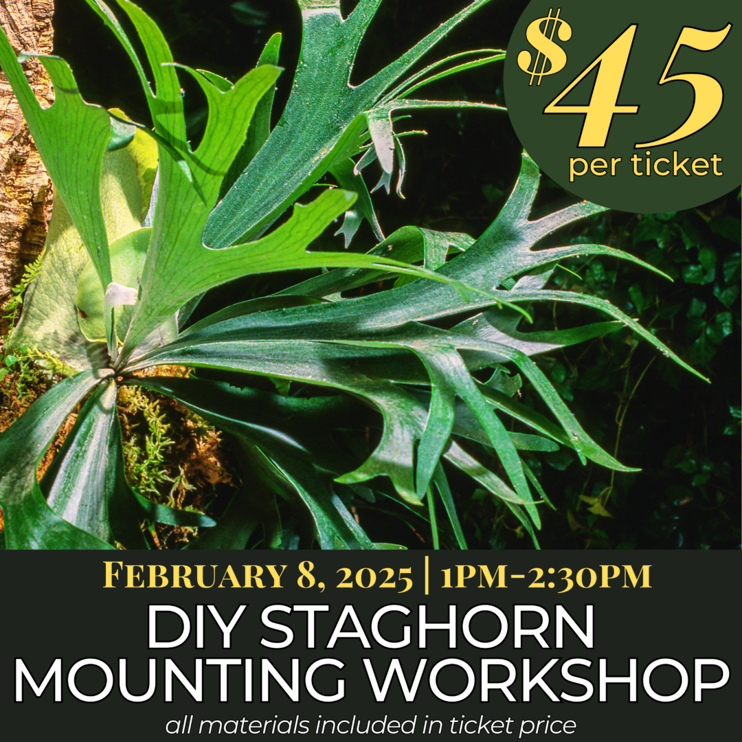 DIY Staghorn Fern Workshop