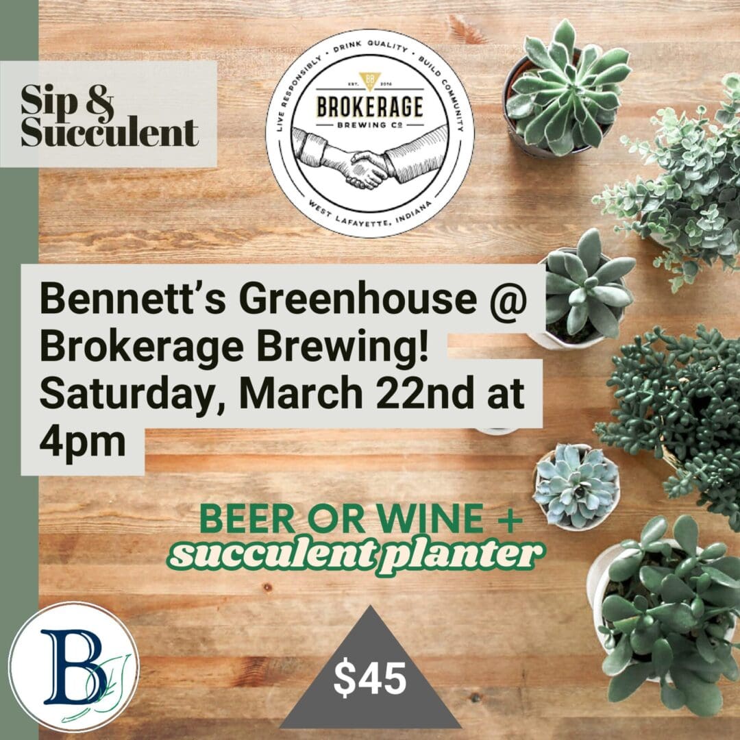 Succulent planter event at Brokerage Brewing.