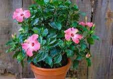 A potted pink hibiscus plant with multiple blooms, set against a weathered wooden fence background.