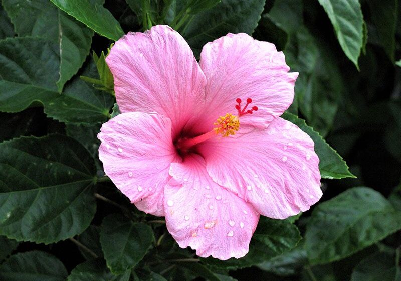 A pink hibiscus flower with water droplets on its petals, set against a backdrop of green leaves.
