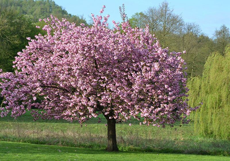 A vibrant cherry blossom tree in full bloom, with pink flowers against a backdrop of a grassy field and trees in the distance.