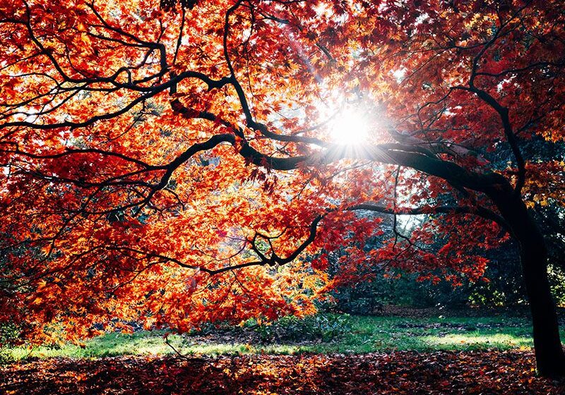 Sunlight shining through vibrant red autumn leaves on a large tree in a park.