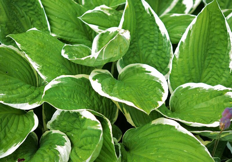 Green and white variegated hosta plants with lush leaves in a garden.