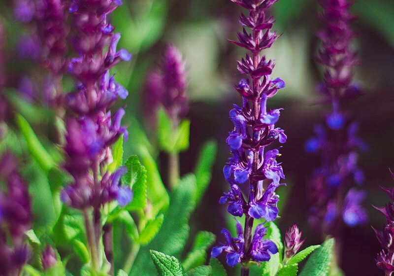 Close-up of vibrant purple salvia flowers in bloom, with a soft focus on a green leafy background.